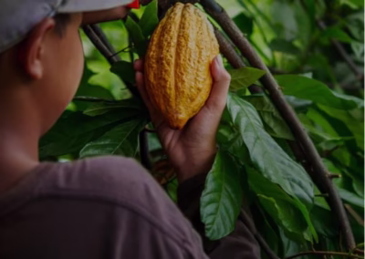 Guía el valor del cacao